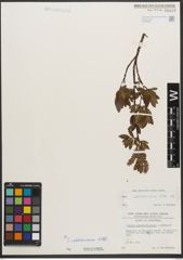 Foto von Salix waldsteiniana Willd.